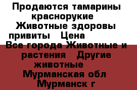 Продаются тамарины краснорукие . Животные здоровы привиты › Цена ­ 85 000 - Все города Животные и растения » Другие животные   . Мурманская обл.,Мурманск г.